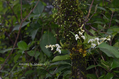 Dendrobium nanum